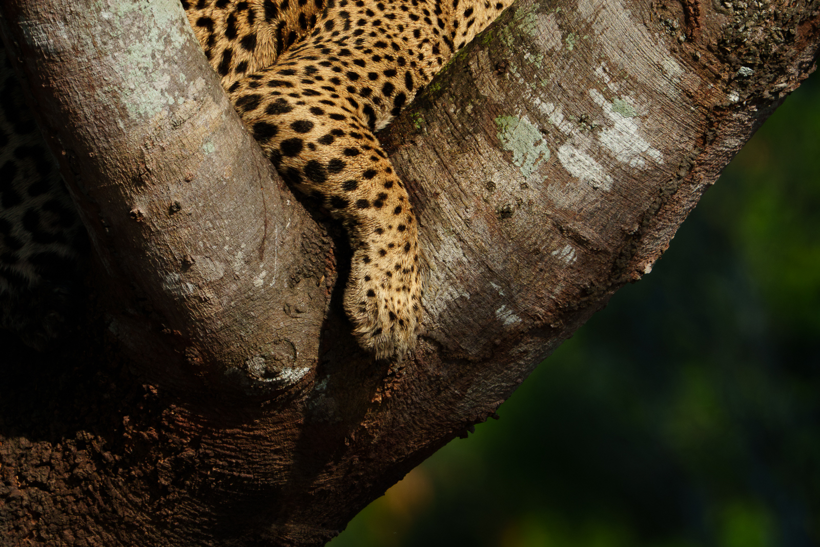 Pantanal Jaguars