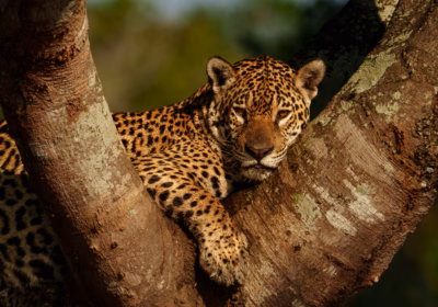 Pantanal Jaguars