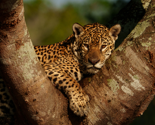 Pantanal Jaguars