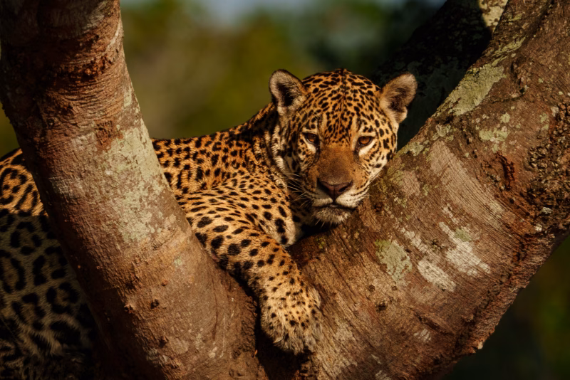 Pantanal Jaguars