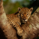 Pantanal Jaguars