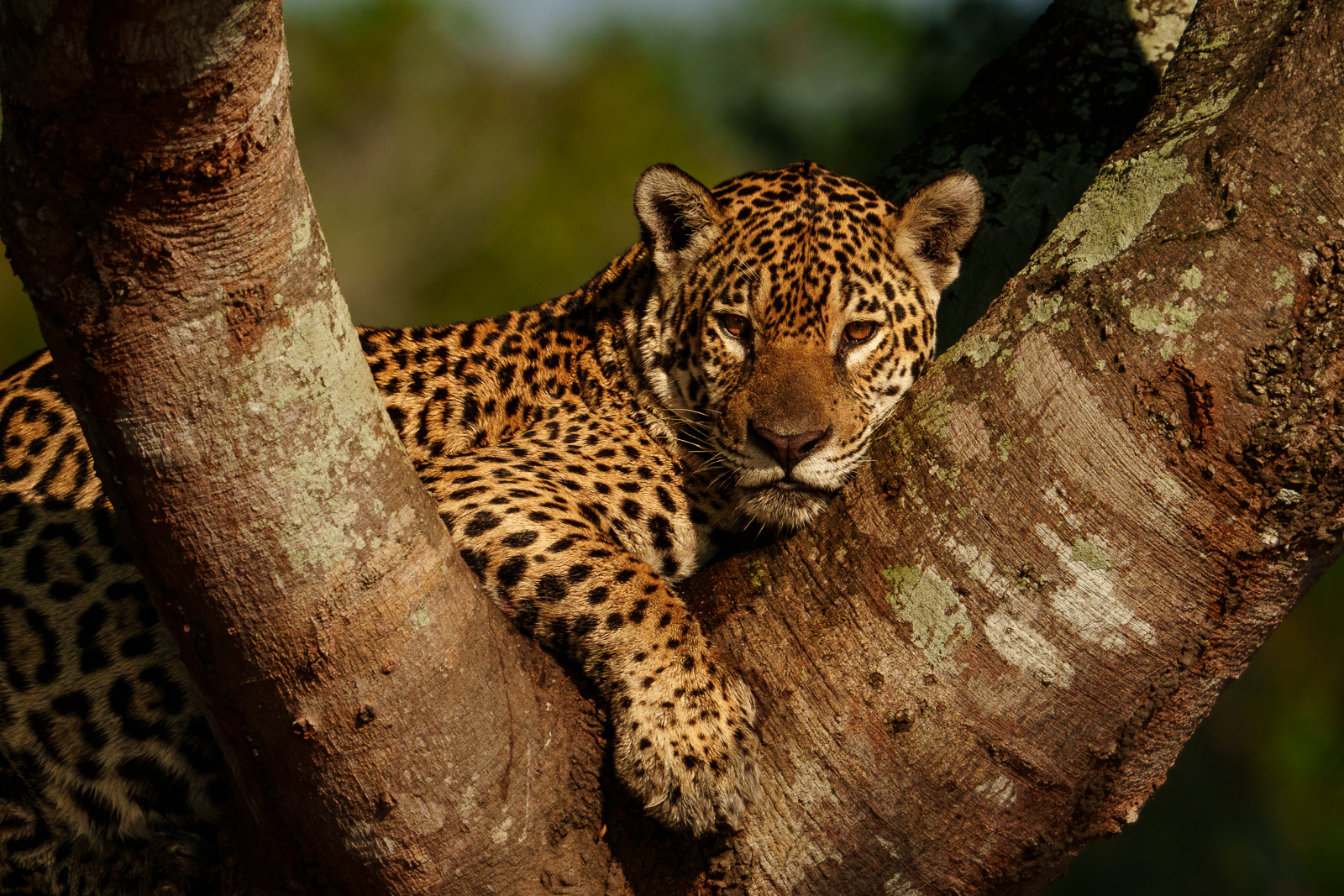 Pantanal Jaguars