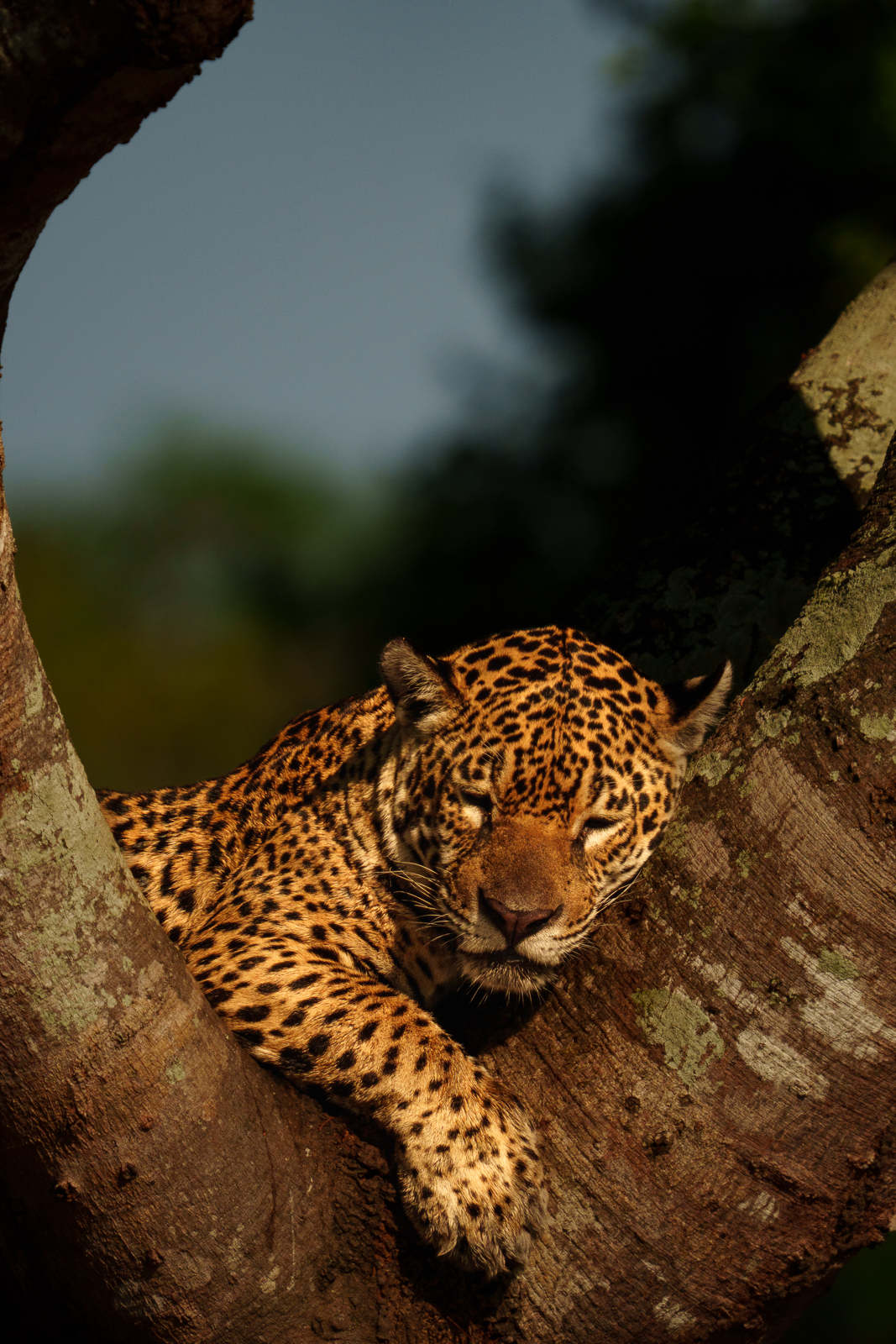 Pantanal Jaguars