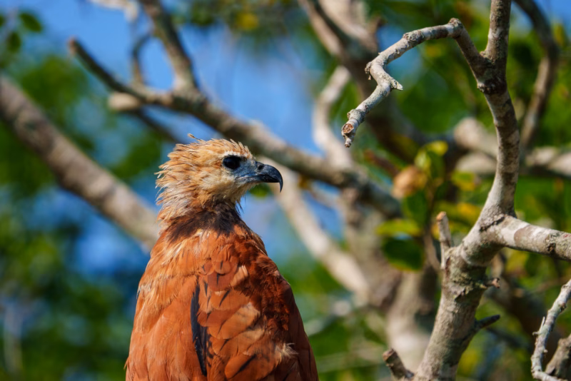 Birds of Pantanal – 2025