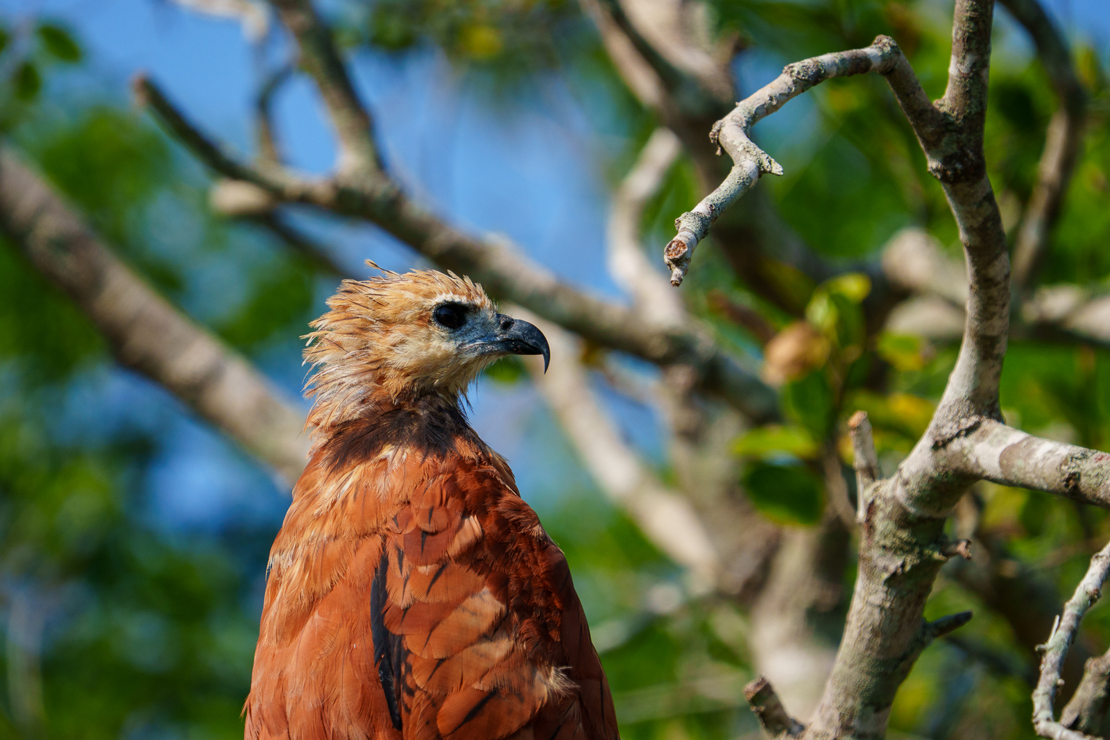Birds of Pantanal – 2025