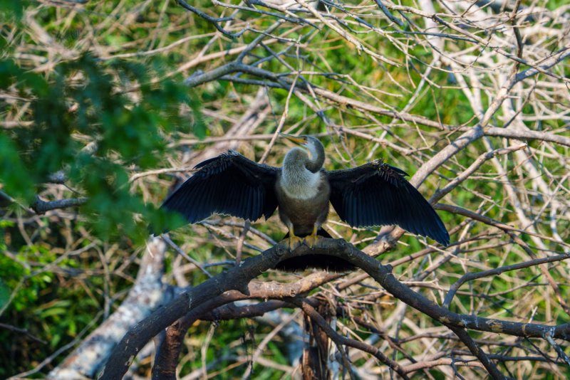 Birds of Pantanal – 2025
