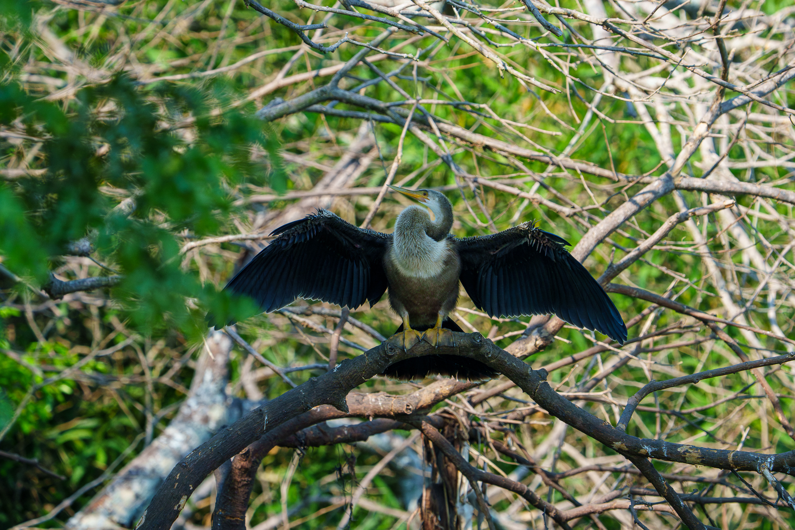 Birds of Pantanal – 2025