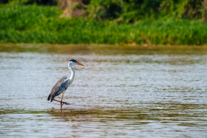 Birds of Pantanal – 2025