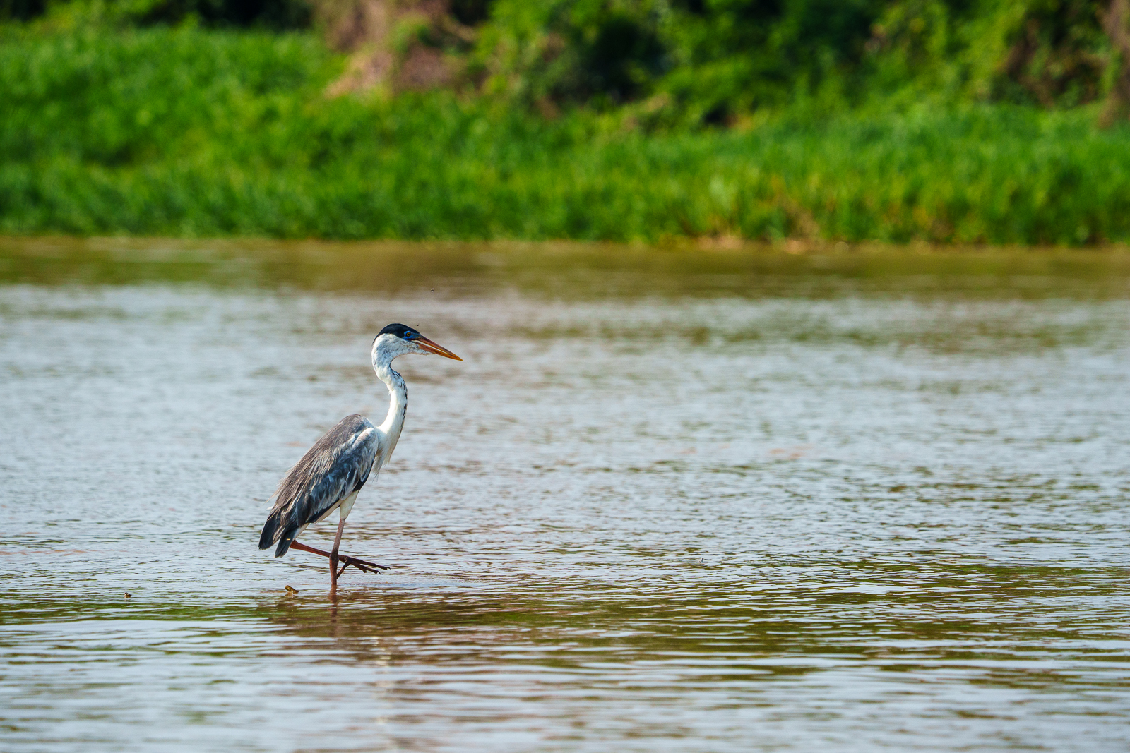 Birds of Pantanal – 2025
