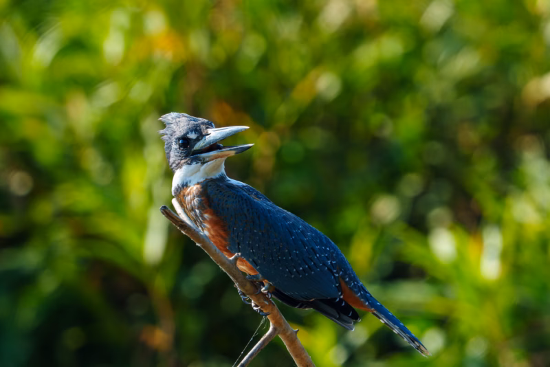 Birds of Pantanal – 2025