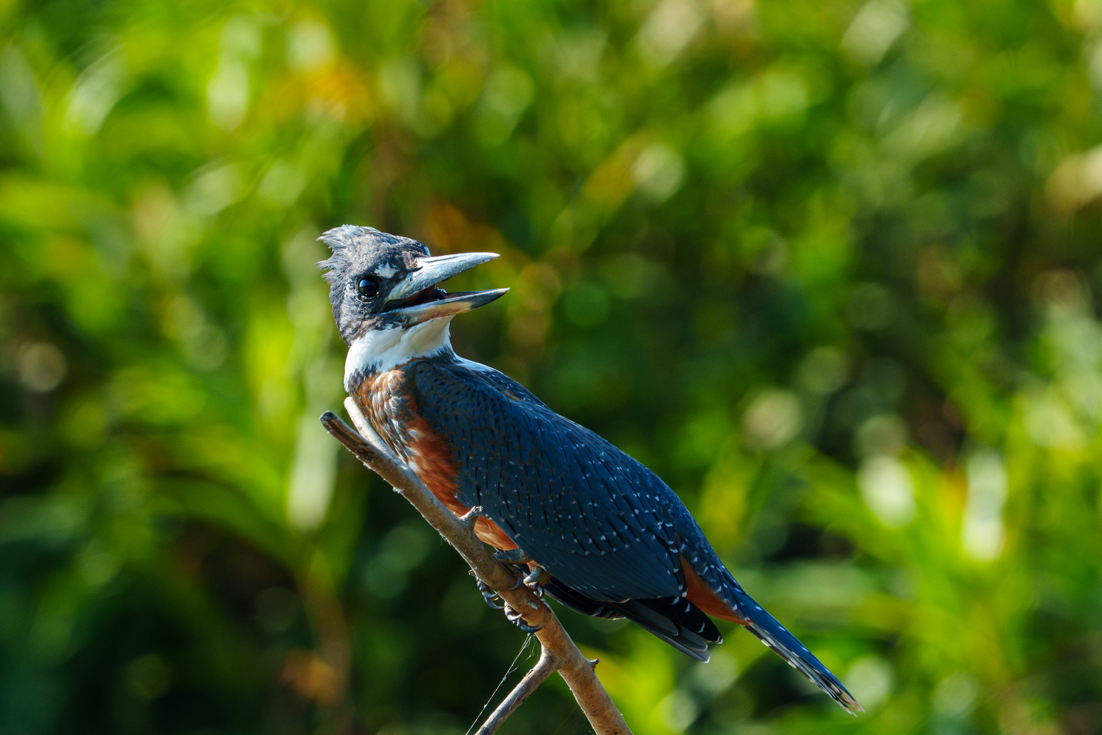 Birds of Pantanal – 2025