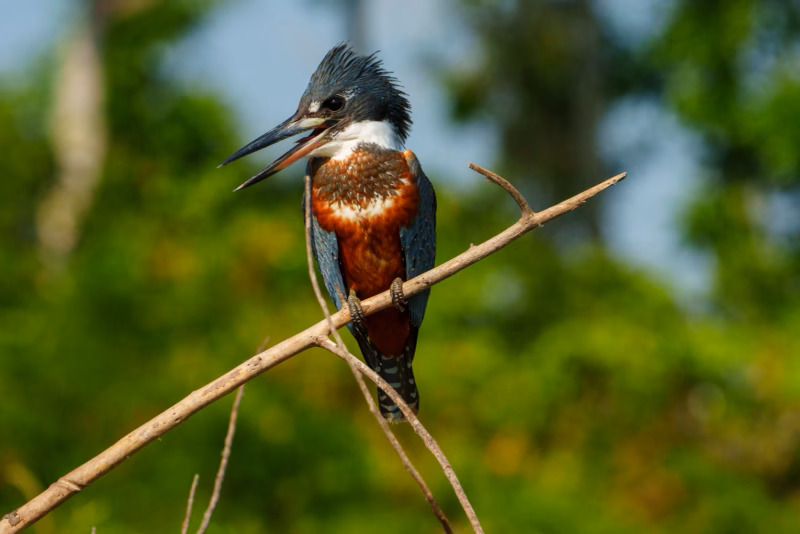 Birds of Pantanal – 2025