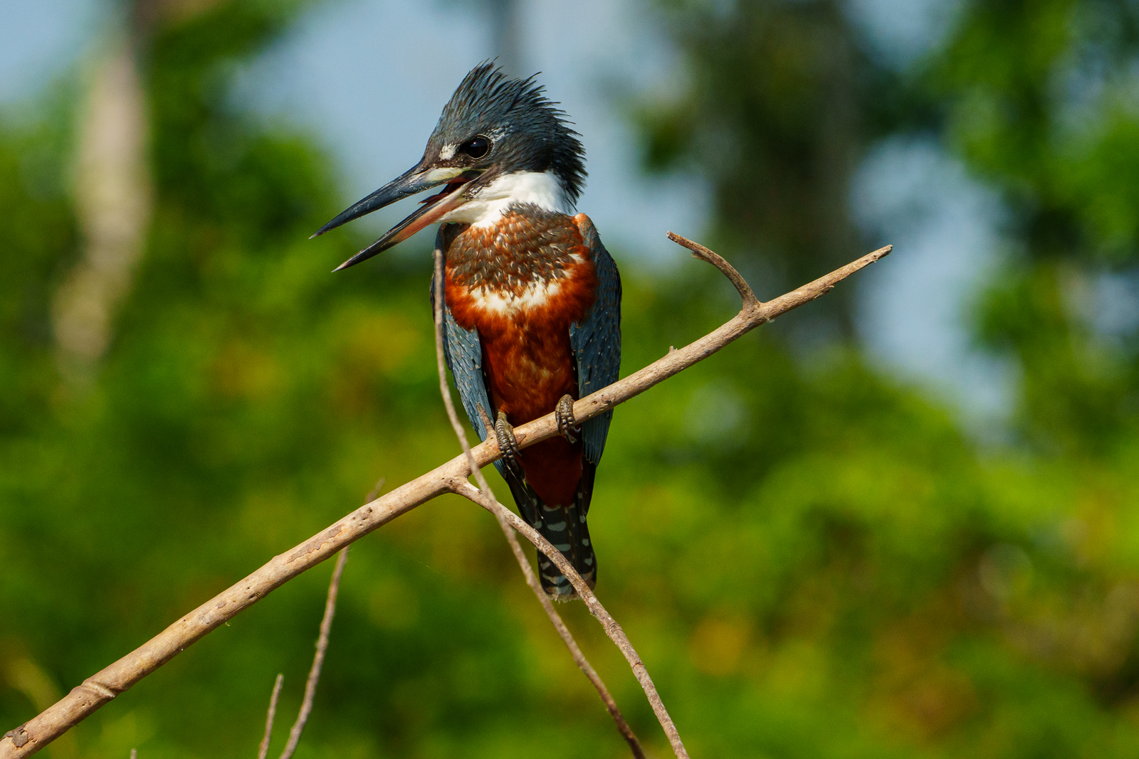 Birds of Pantanal – 2025