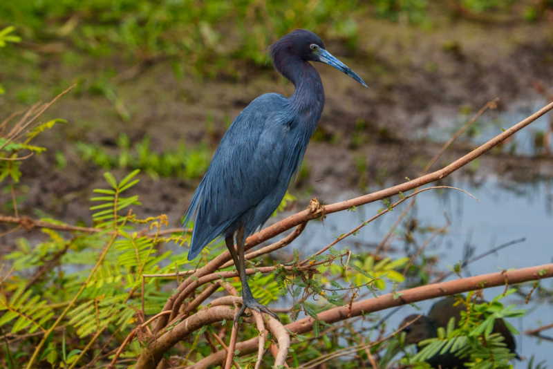Birds of Pantanal – 2025