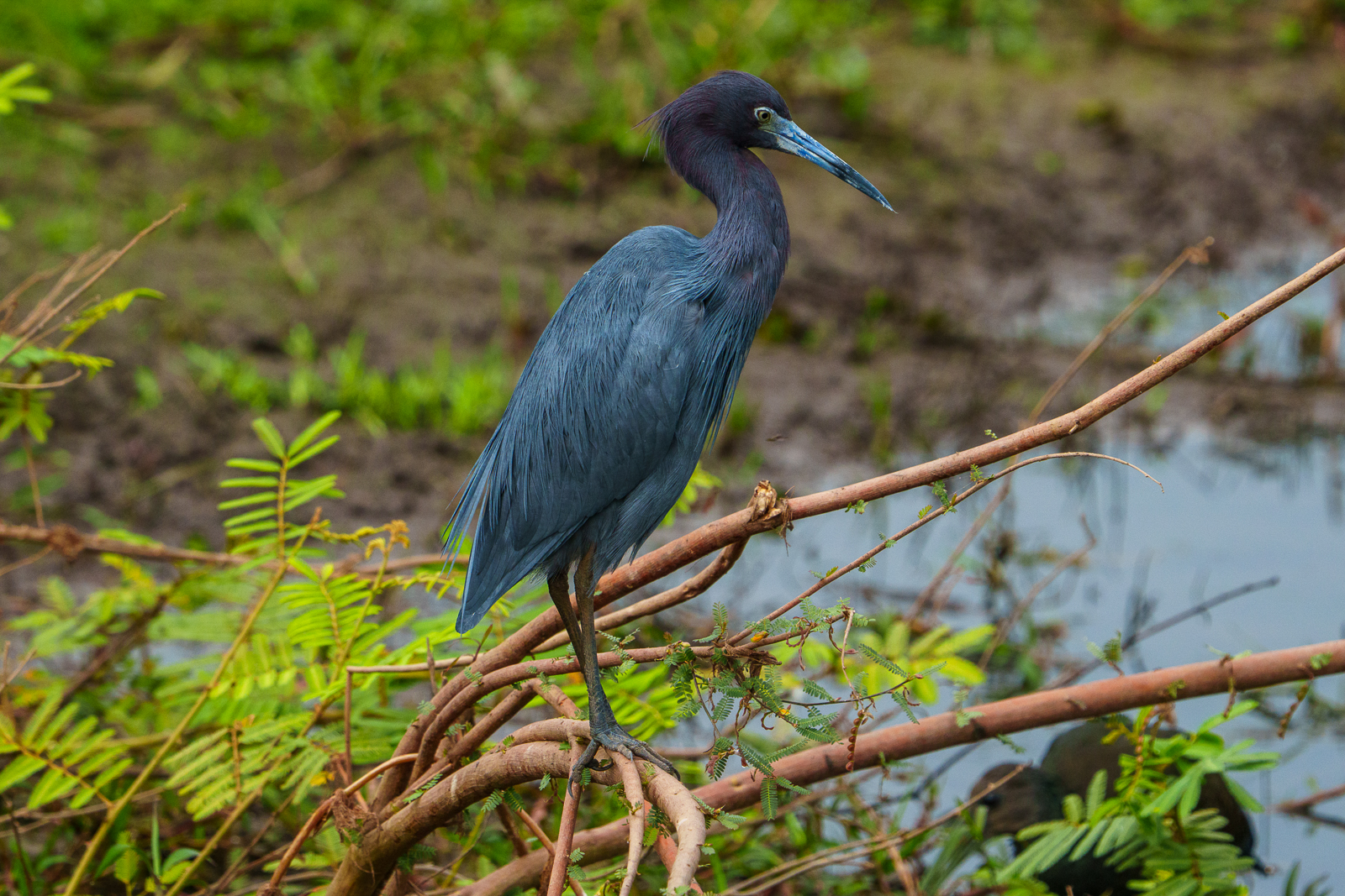 Birds of Pantanal – 2025