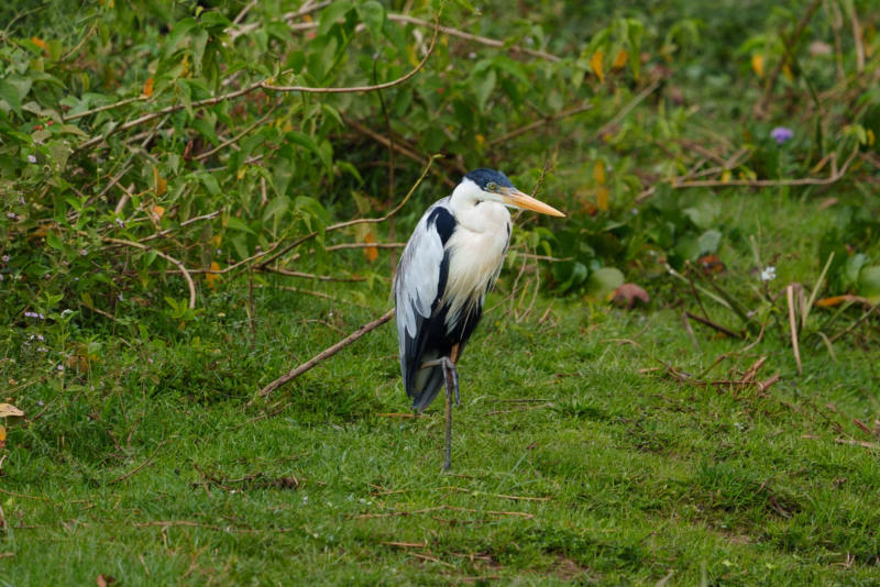 Birds of Pantanal – 2025