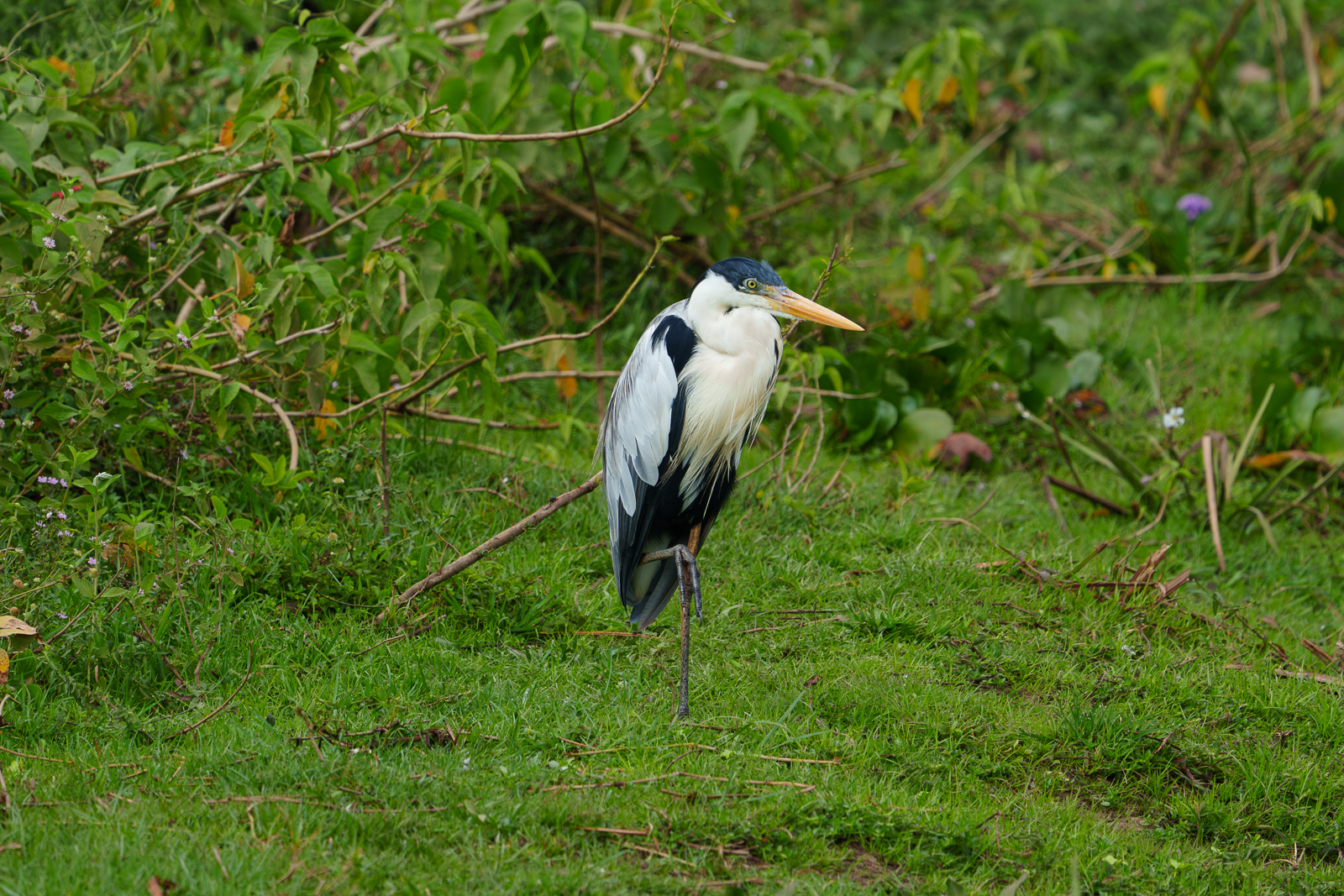 Birds of Pantanal – 2025