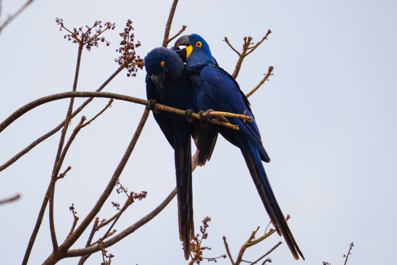 Birds of Pantanal – 2025