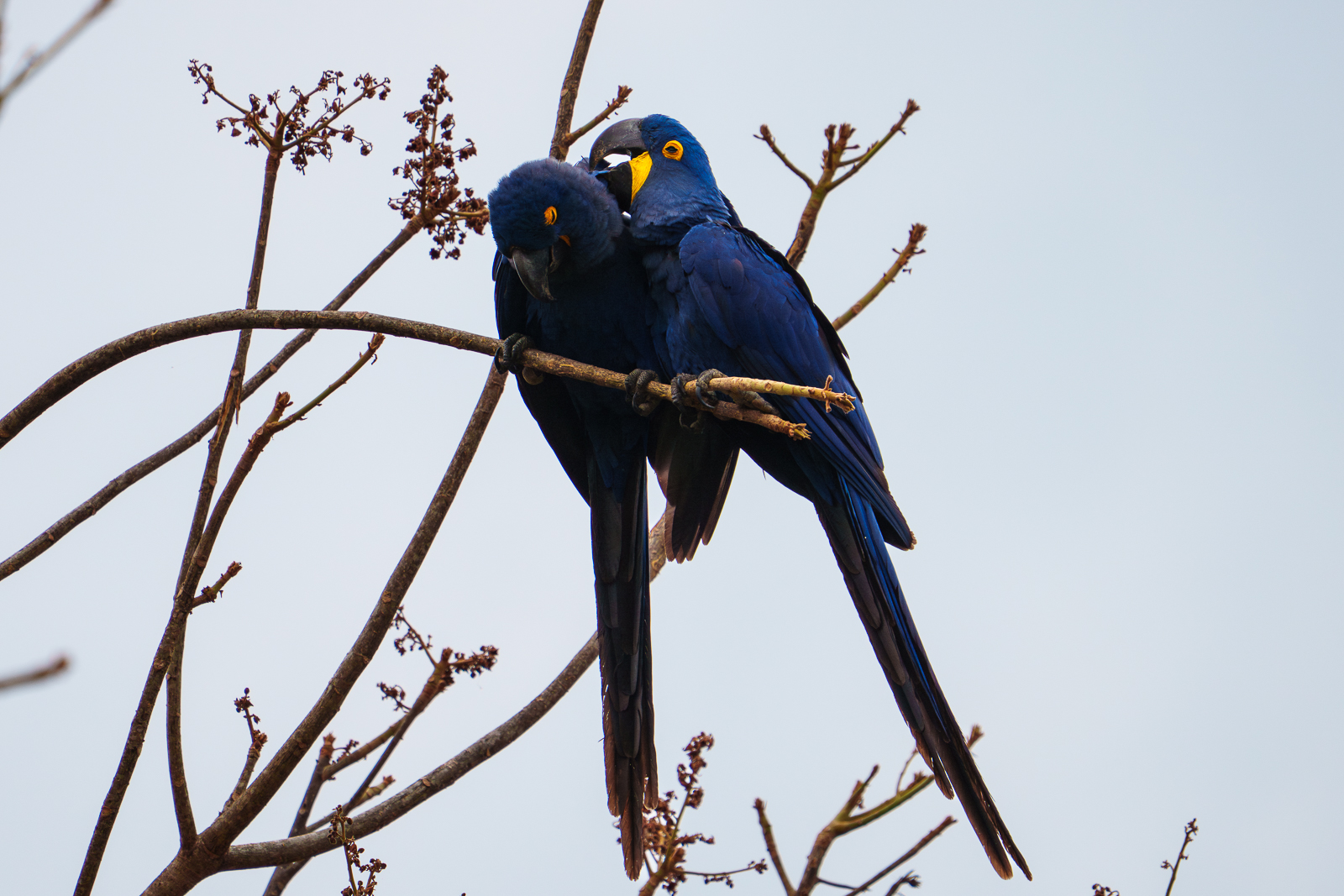 Birds of Pantanal – 2025