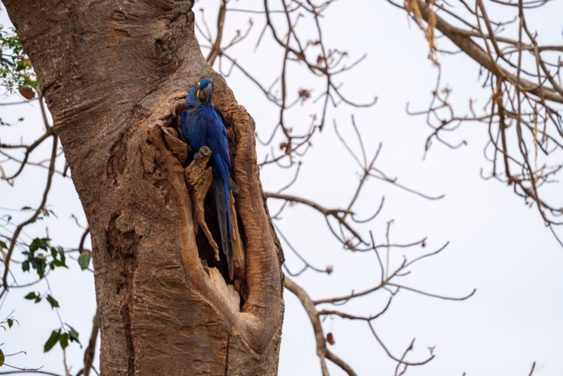 Birds of Pantanal – 2025