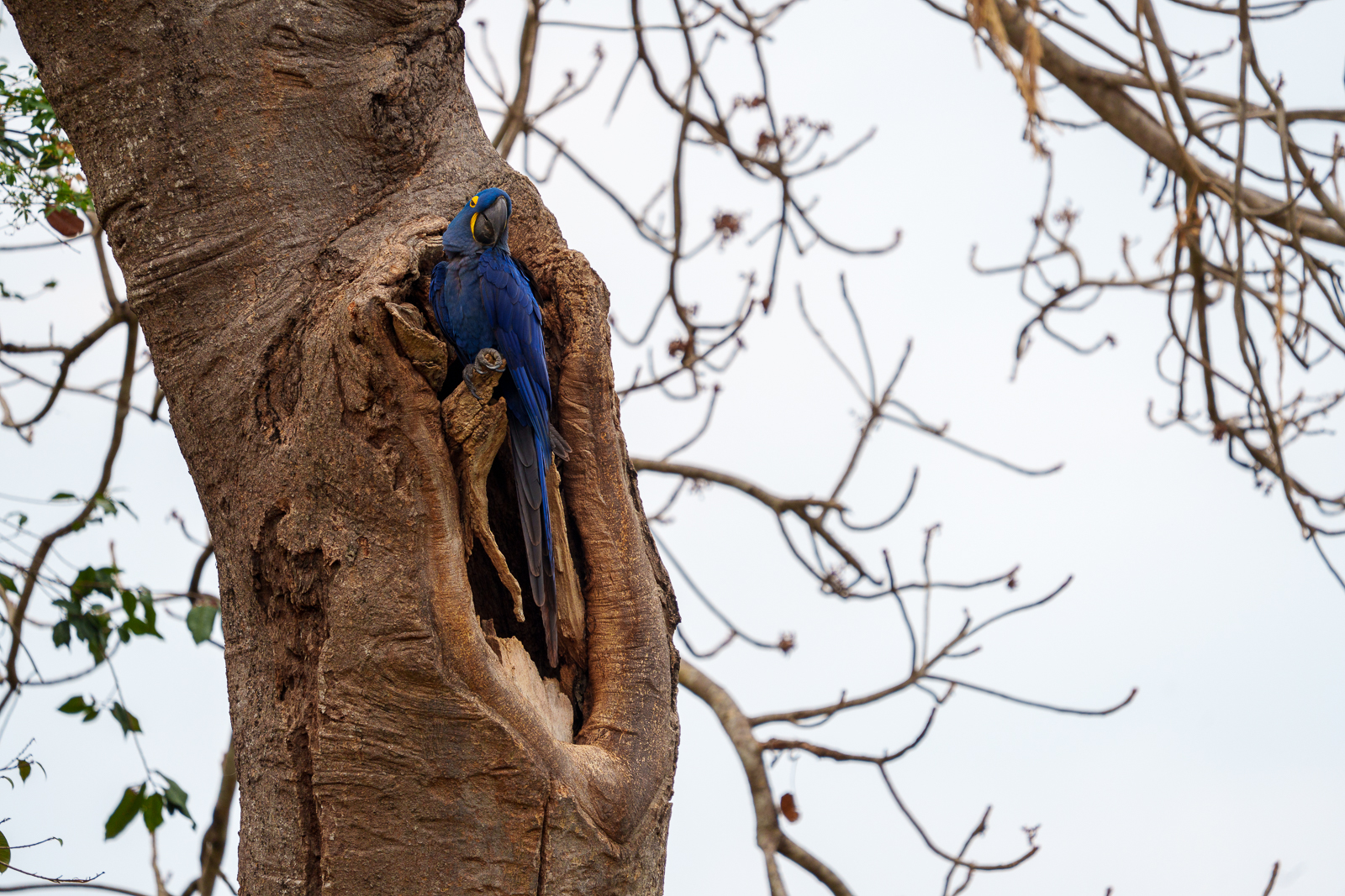 Birds of Pantanal – 2025