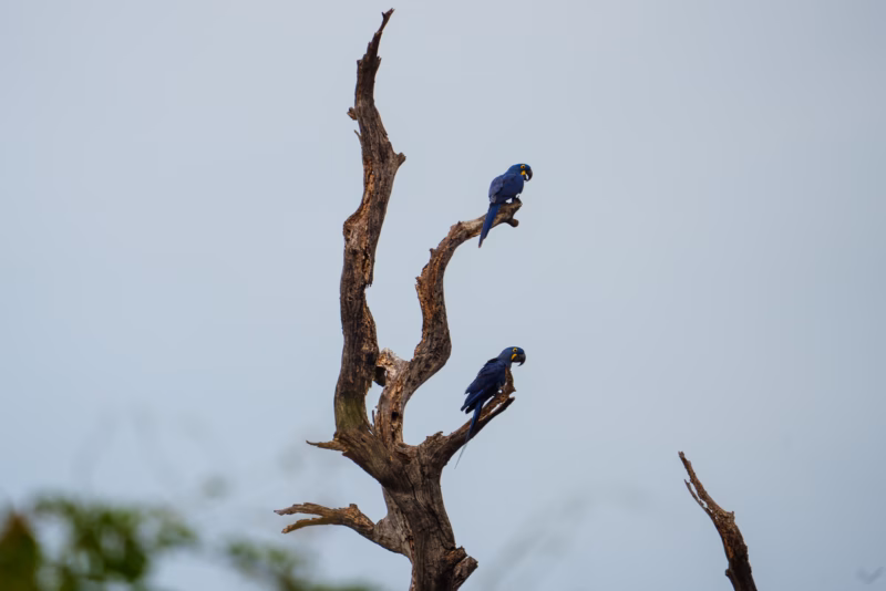 Birds of Pantanal – 2025