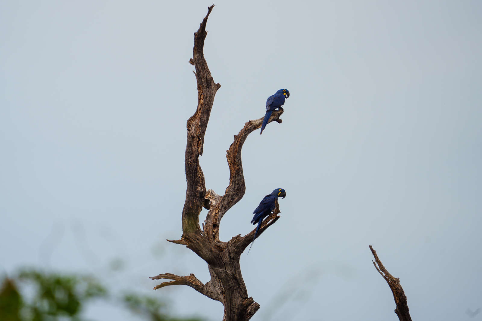 Birds of Pantanal – 2025