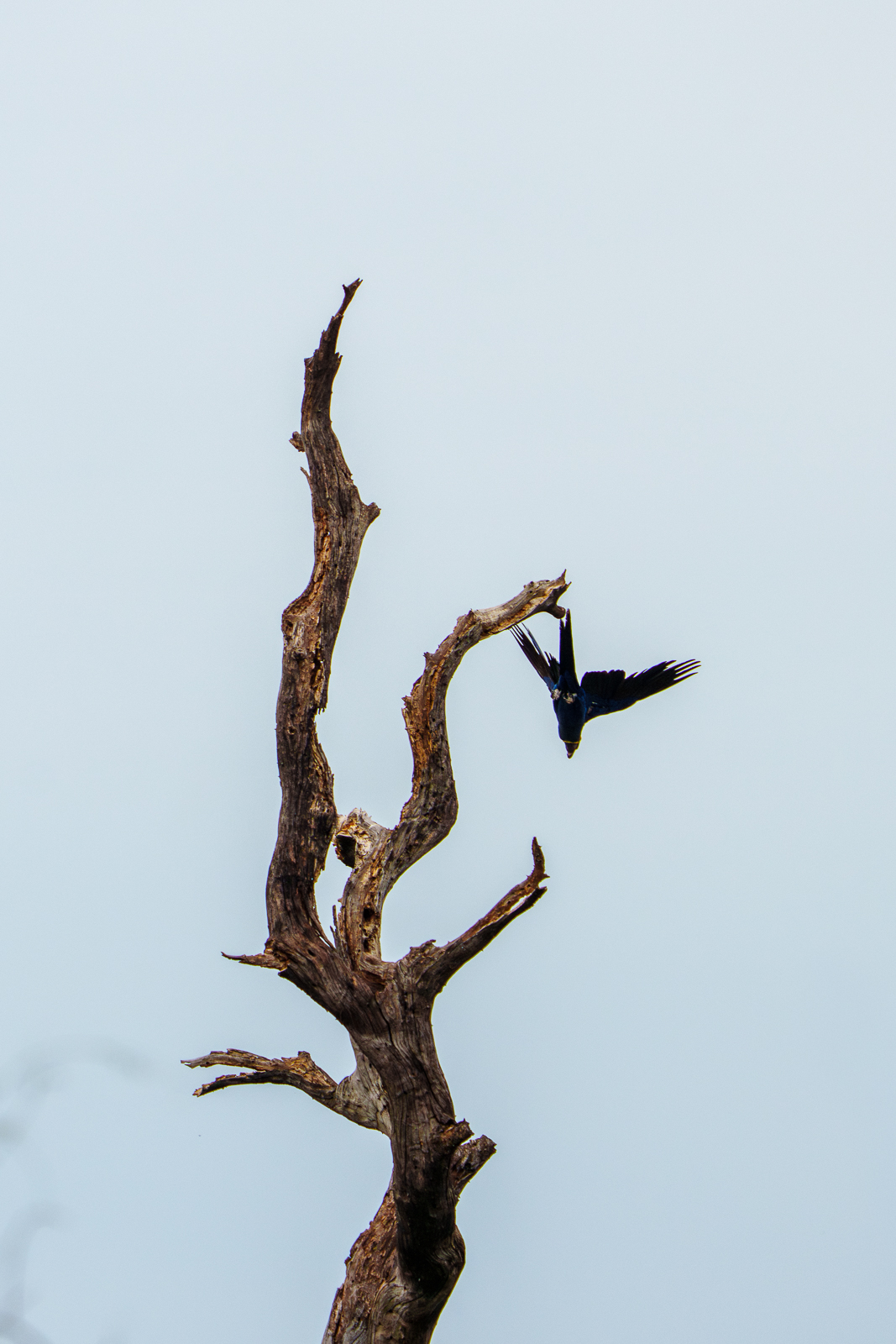 Birds of Pantanal – 2025