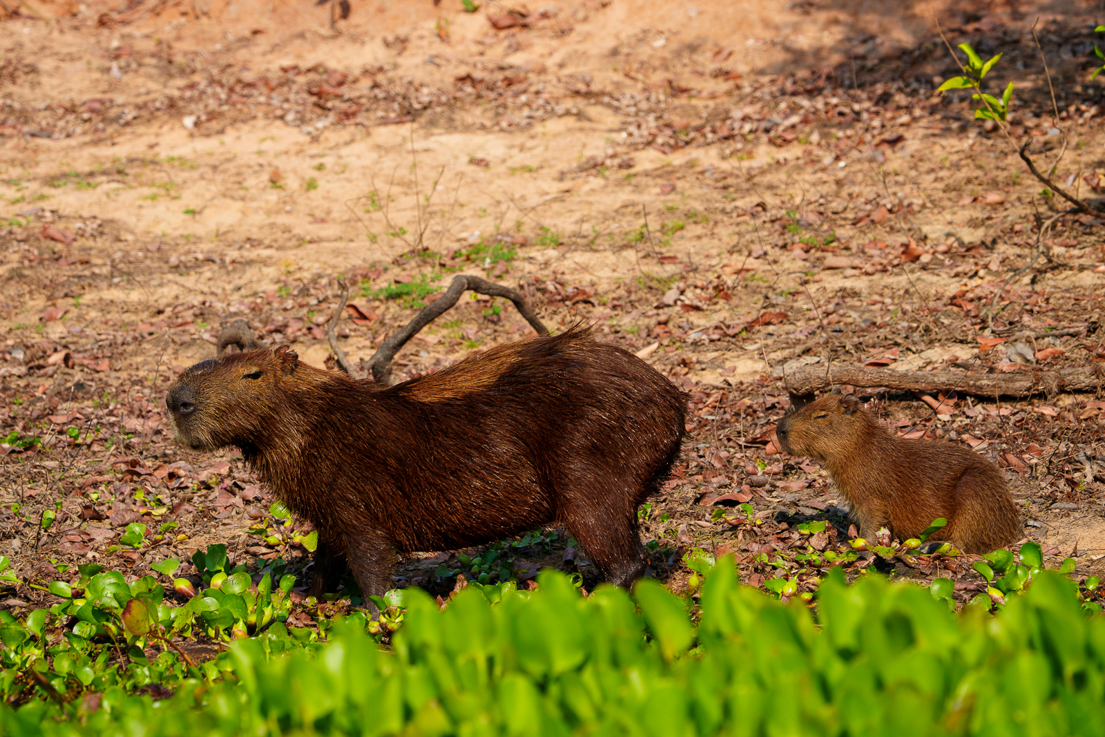Pantanal Fauna