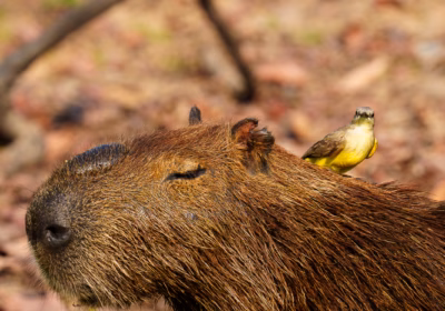 Pantanal Fauna