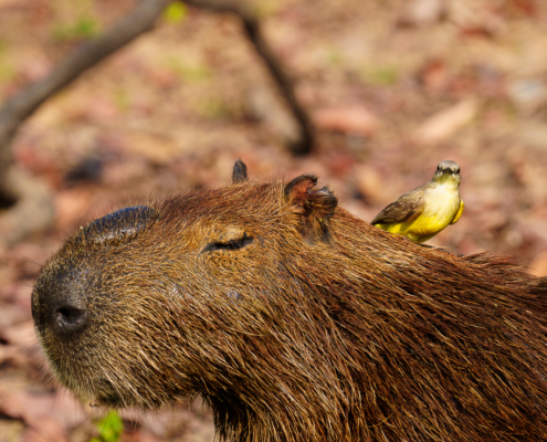Pantanal Fauna