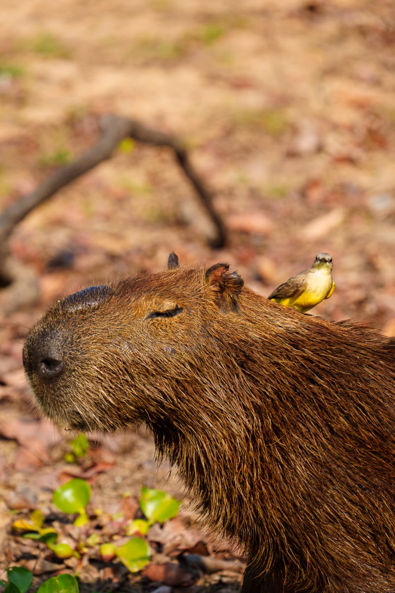 Pantanal Fauna