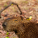 Pantanal Fauna