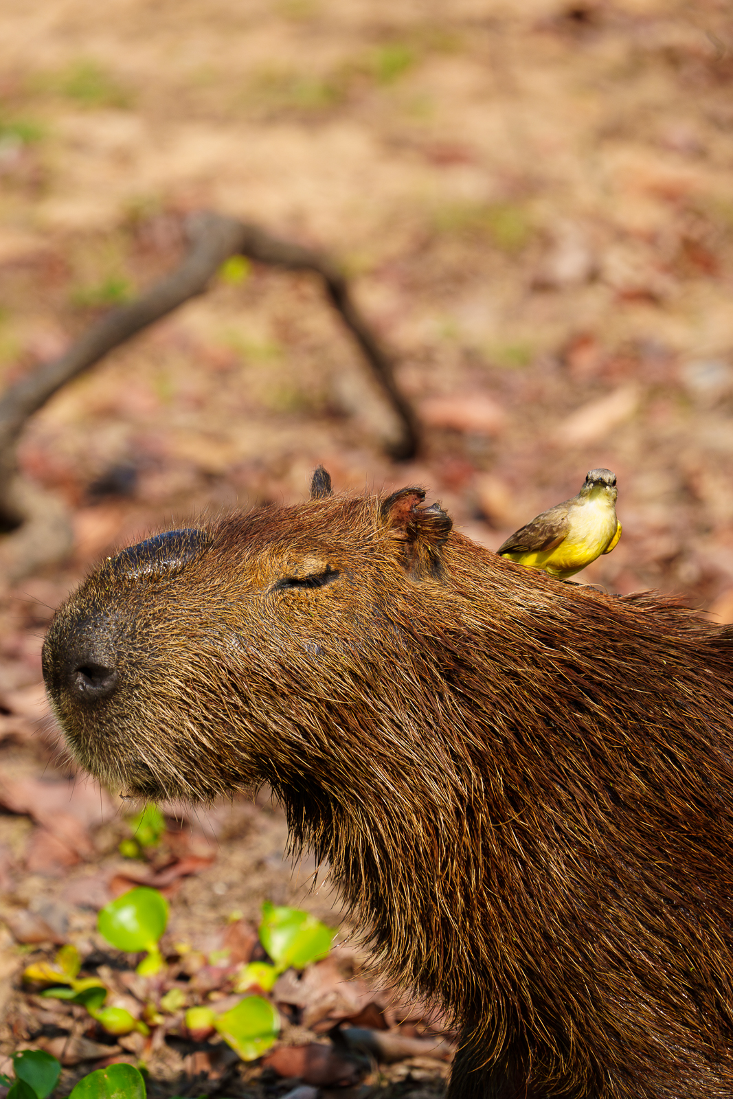 Pantanal Fauna