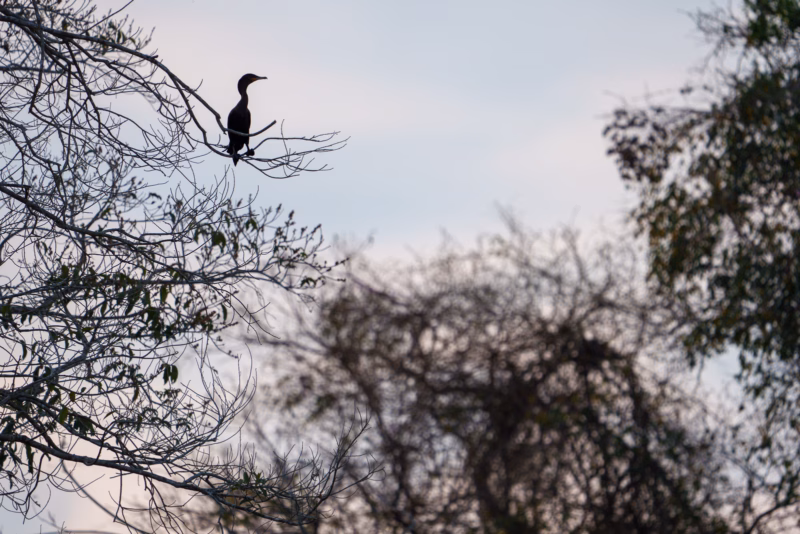 Birds of Pantanal – 2025