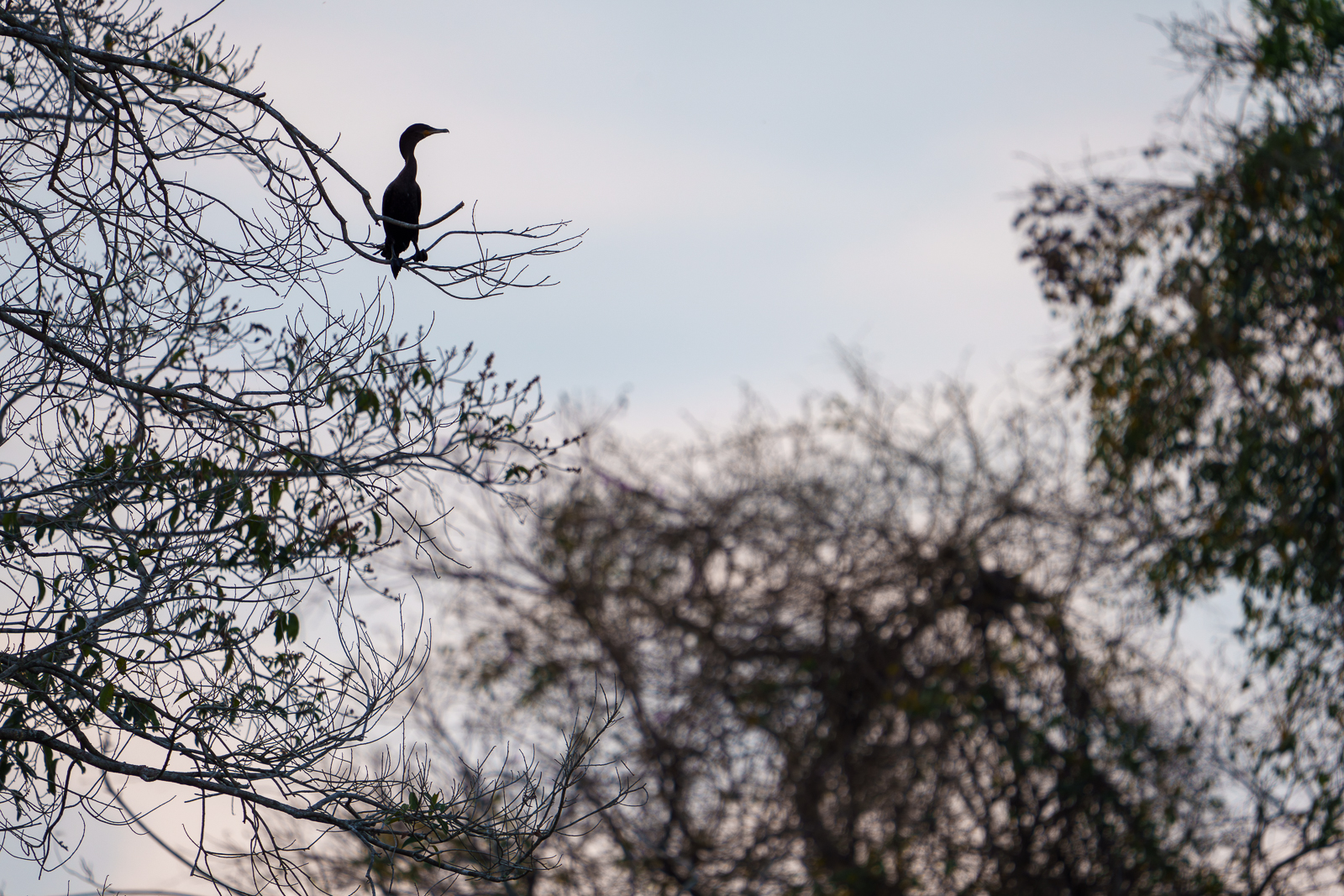 Birds of Pantanal – 2025