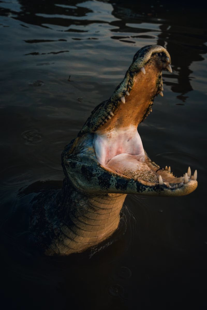 Pantanal Fauna