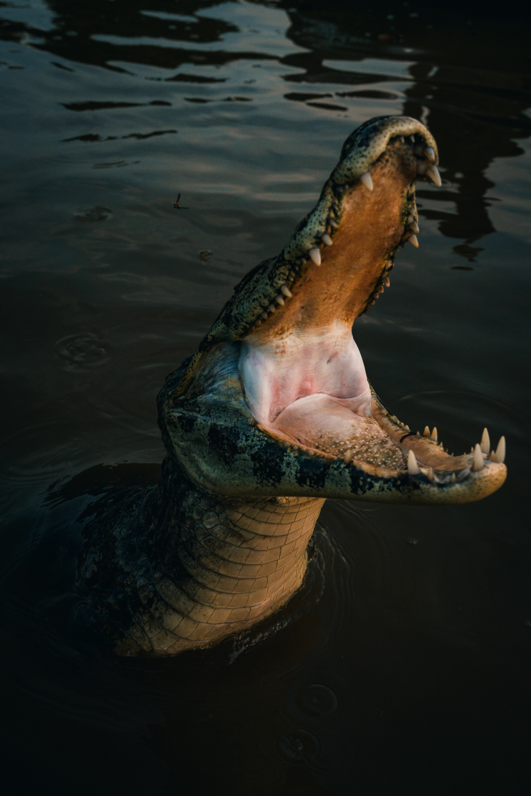 Pantanal Fauna