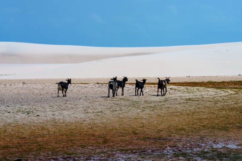 Lençois Maranhenses – 2026
